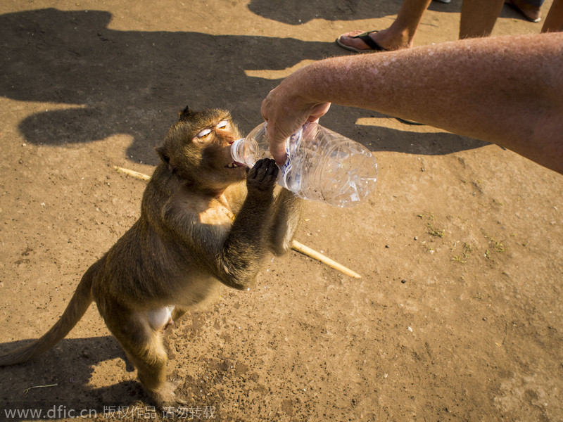 Monkeys have their 'Thanksgiving' in Thailand