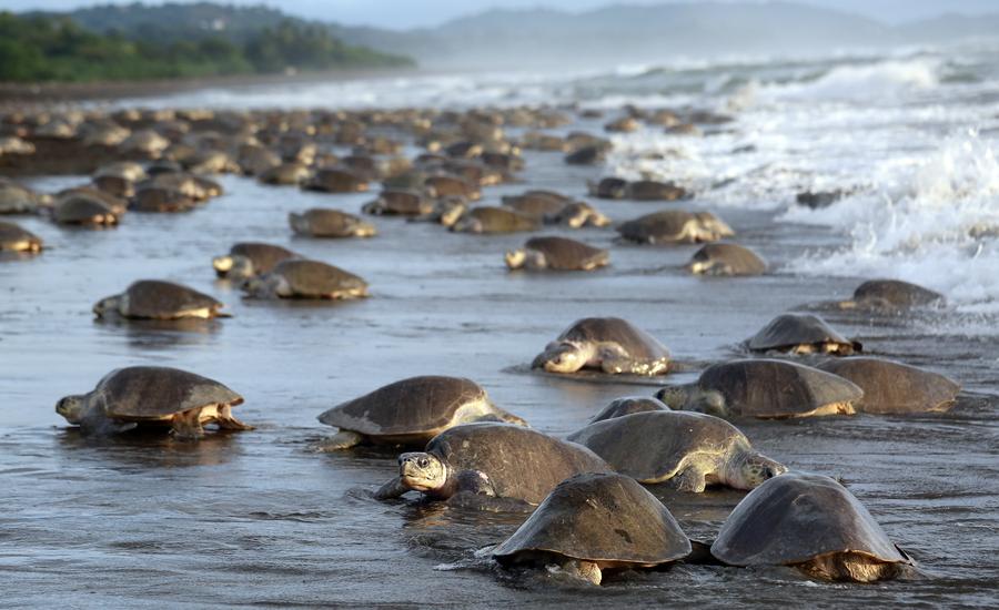 Over 250,000 sea turtles nest along Costa Rican coast