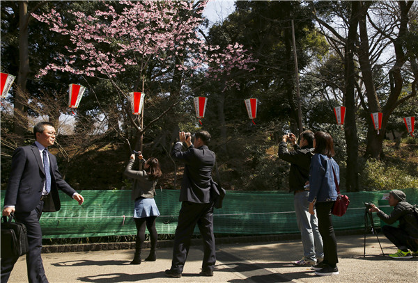 Cherry blossom at Japan's Ueno Park