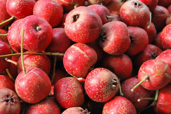 養生警惕：想要baby 18種食物絕對不能碰(組圖)