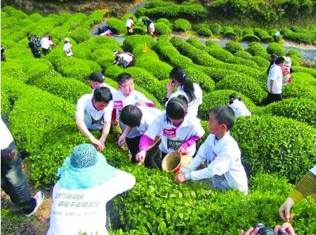 大型公益采茶活動(dòng)
