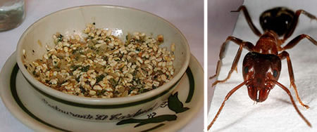 外媒評選的十大奇怪小吃(圖文)