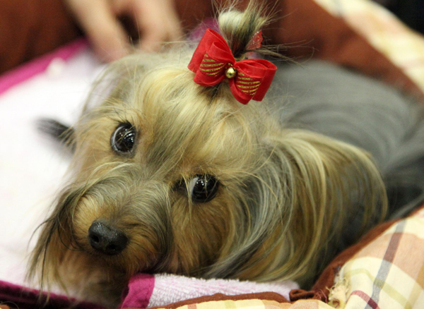 布魯塞爾犬博會