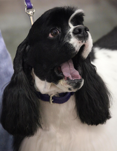 布魯塞爾犬博會