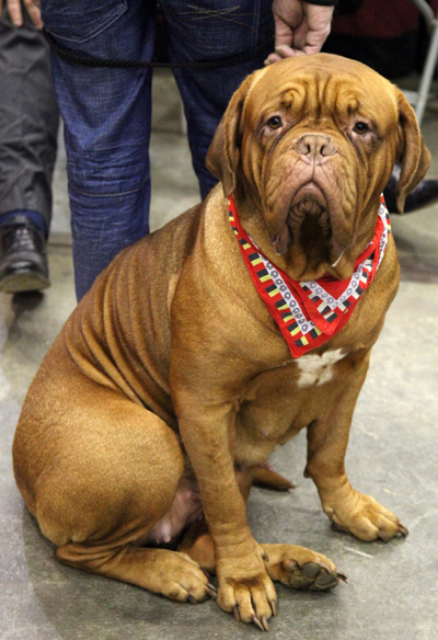 布魯塞爾犬博會