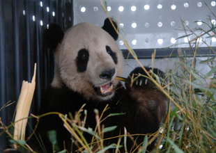 熊貓回國(guó)