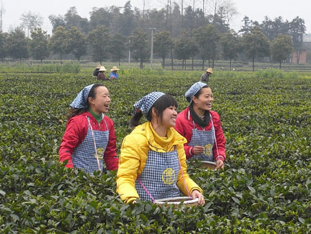 湖南茶園初春時節采茶忙