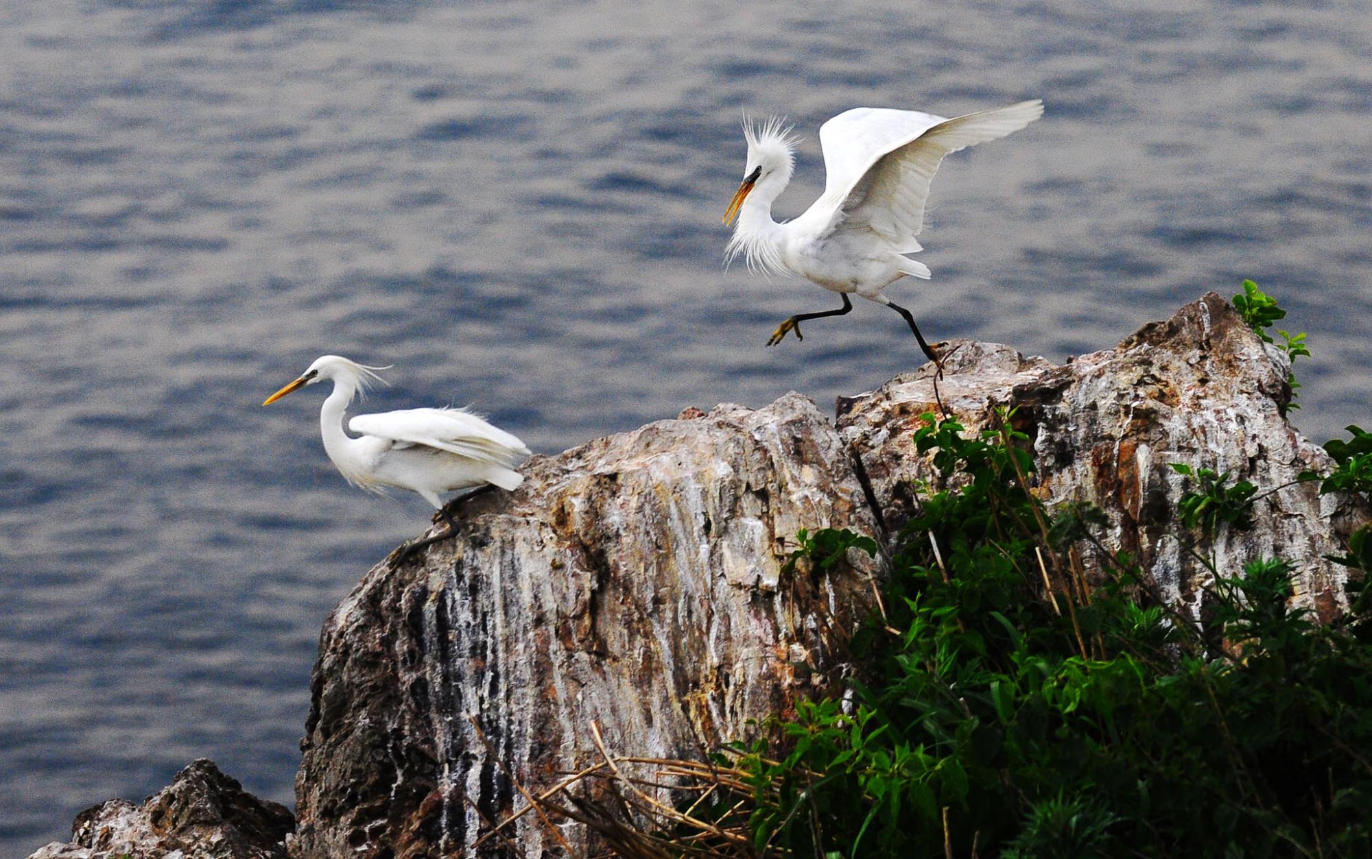 大連元寶島發現中國最大的黃嘴白鷺繁殖種群