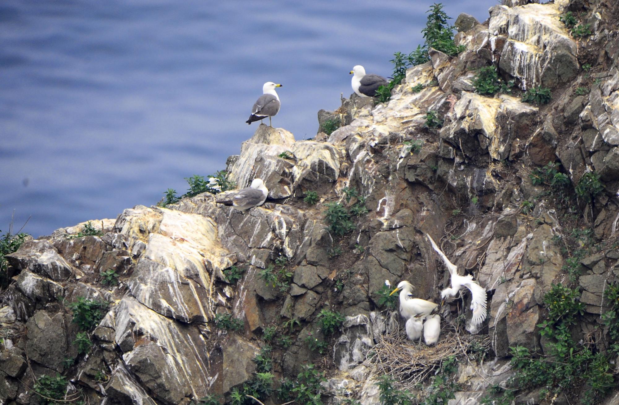 大連元寶島發現中國最大的黃嘴白鷺繁殖種群