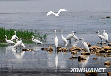 龍門(mén)石窟白鷺飛[圖]