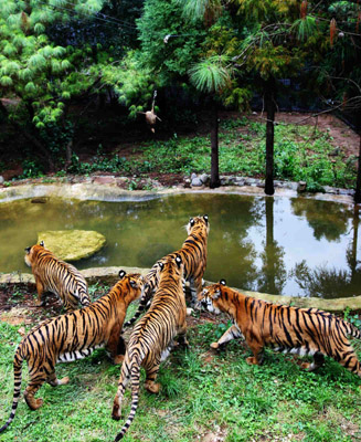 到云南野生動(dòng)物園“深入虎穴”近距離接觸老虎
