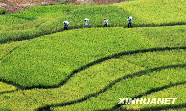 廣西鳳山中稻開鐮收割[組圖]