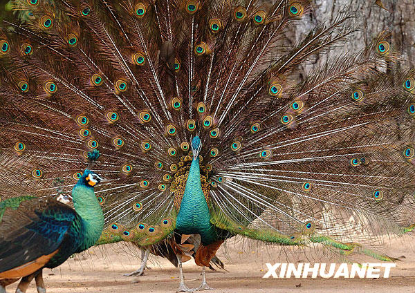 [經(jīng)典中國(guó)輝煌60年]景洪——西雙版納“黎明之城”的美麗容顏