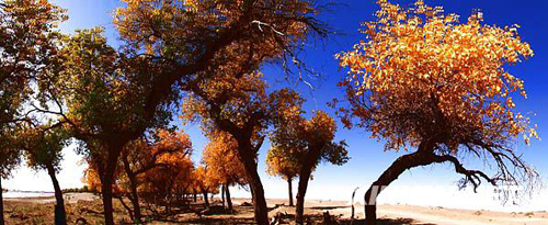 戈壁胡楊金秋如畫[組圖]