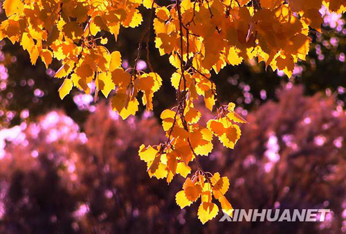 戈壁胡楊金秋如畫[組圖]