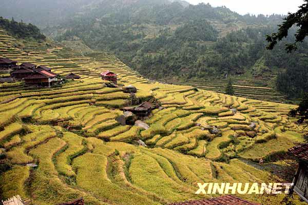 金色梯田美如畫(huà)