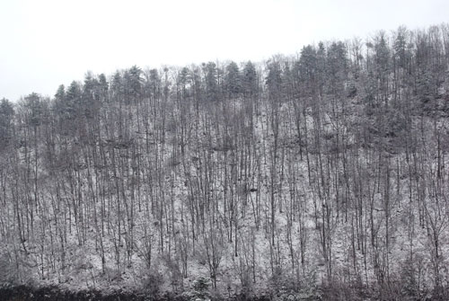 湖北神農(nóng)架普降大雪(組圖)